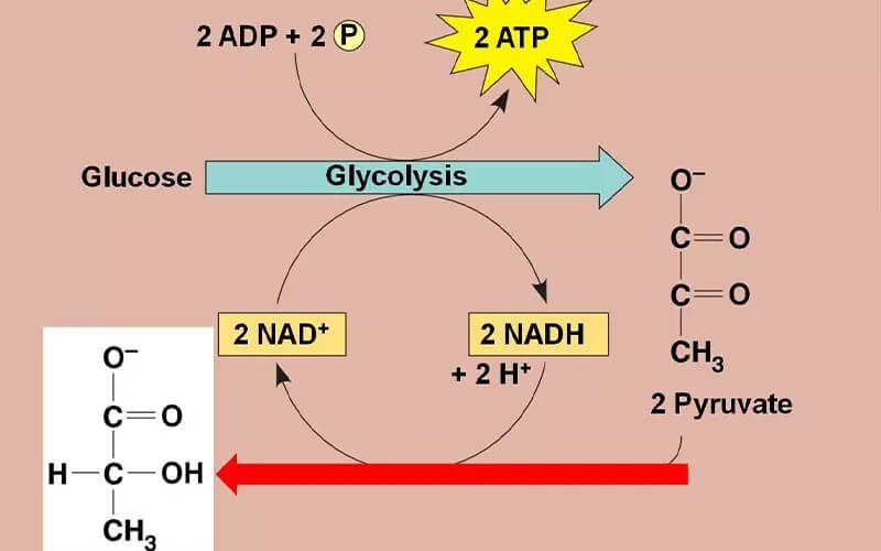 Cấu trúc cơ bản của hô hấp kị khí